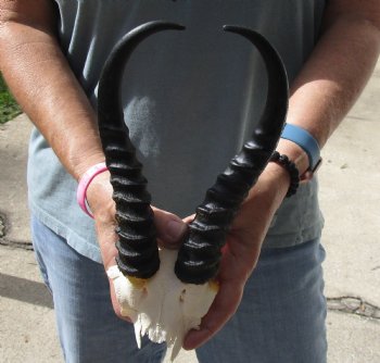 B-Grade African Male Springbok Skull plate with 10 inch horns, buy for $20