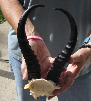 B-Grade African Male Springbok Skull plate with 10 inch horns, buy for $20