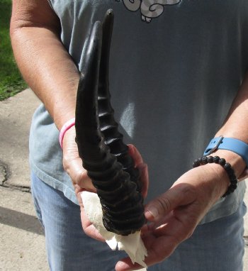 B-Grade African Male Springbok Skull plate with 10 inch horns, buy for $20