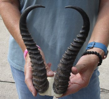 B-Grade African Male Springbok Skull plate with 10-1/2 inch horns, buy for $20