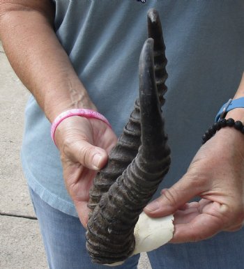 B-Grade African Male Springbok Skull plate with 10-1/2 inch horns, buy for $20