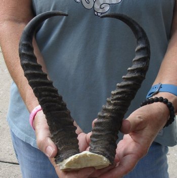 B-Grade African Male Springbok Skull plate with 10-1/2 inch horns, buy for $20