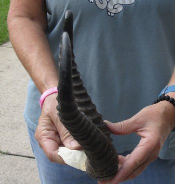 B-Grade African Male Springbok Skull plate with 10-1/2 inch horns, buy for $20