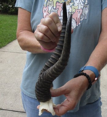 B-Grade African Male Springbok Skull plate with 11 inch horns, buy for $20