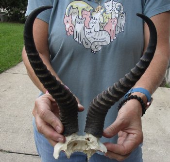 B-Grade African Male Springbok Skull plate with 11 inch horns, buy for $20