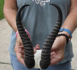 B-Grade African Male Springbok Skull plate with 10 inch horns, buy this discounted skull plate and horns for $20