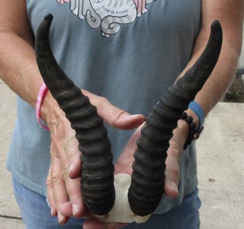 B-Grade African Male Springbok Skull plate with 9 inch horns, buy this discounted skull plate and horns for $20