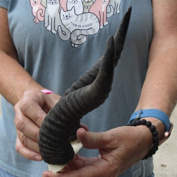 B-Grade African Male Springbok Skull plate with 9 inch horns, buy this discounted skull plate and horns for $20