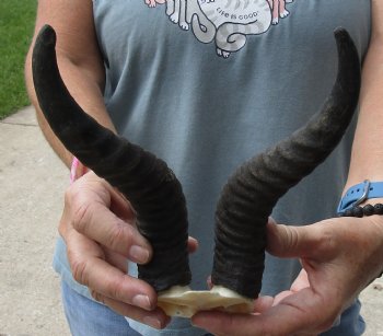 B-Grade African Male Springbok Skull plate with 9 inch horns, buy this discounted skull plate and horns for $20