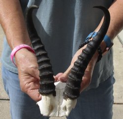  B-Grade African Male Springbok Skull plate with 9-1/2 inch horns, buy for $20