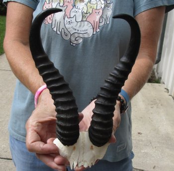 B-Grade African Male Springbok Skull plate with 10 inch horns, buy for $20