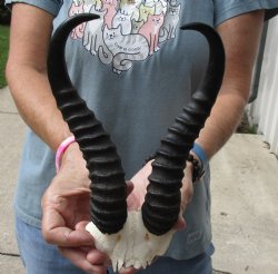 B-Grade African Male Springbok Skull plate with 10 inch horns, buy for $20