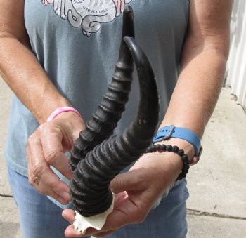 B-Grade African Male Springbok Skull plate with 10 inch horns, buy for $20