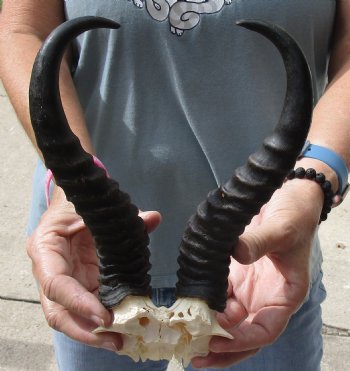 B-Grade African Male Springbok Skull plate with 10 inch horns, buy for $20