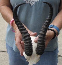 B-Grade African Male Springbok Skull plate with 9-1/2 inch horns for sale $20