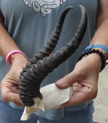 B-Grade African Male Springbok Skull plate with 9-1/2 inch horns for sale $20