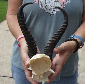 B-Grade African Male Springbok Skull plate with 9-1/2 inch horns for sale $20