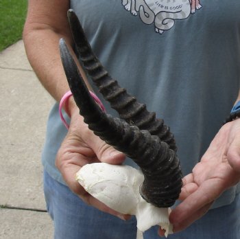 B-Grade African Male Springbok Skull plate with 9-1/2 inch horns for sale $20