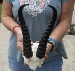 B-Grade African Male Springbok Skull plate with 10 inch horns, buy this discounted skull plate and horns for $20