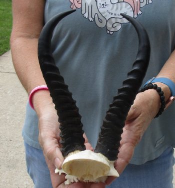 B-Grade African Male Springbok Skull plate with 10 inch horns, buy this discounted skull plate and horns for $20