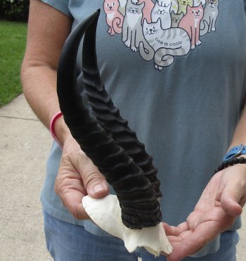 B-Grade African Male Springbok Skull plate with 10 inch horns, buy this discounted skull plate and horns for $20