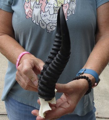 B-Grade African Male Springbok Skull plate with 9 inch horns, buy for $20