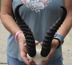 B-Grade African Male Springbok Skull plate with 10 inch horns, buy for $20 