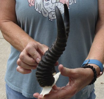 B-Grade African Male Springbok Skull plate with 10 inch horns, buy for $20 