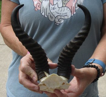 B-Grade African Male Springbok Skull plate with 10 inch horns, buy for $20 