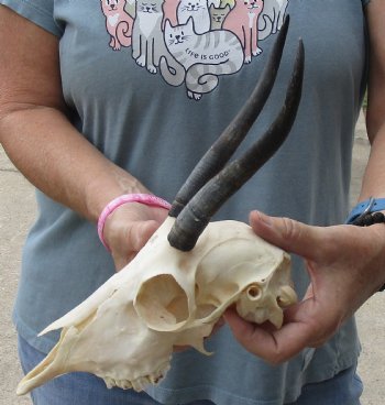 6-1/2 inch Horns on Female Springbok Skull - $47