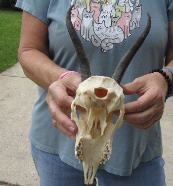 6-1/2 inch Horns on Female Springbok Skull - $47