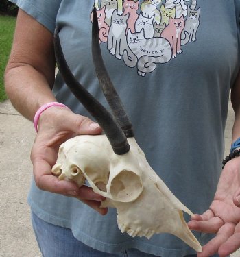 6-1/2 inch Horns on Female Springbok Skull - $47