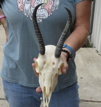 5-1/2 inch Horns on Female Springbok Skull - $47