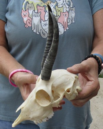 5-1/2 inch Horns on Female Springbok Skull - $47