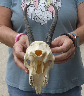 5-1/2 inch Horns on Female Springbok Skull - $47