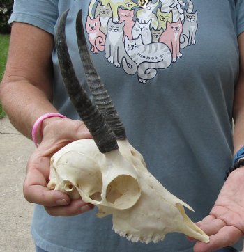 5-1/2 inch Horns on Female Springbok Skull - $47