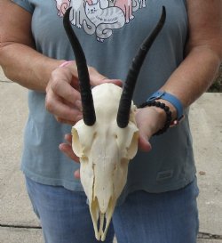 Buy this Female Springbok Skull with 6-1/2 inch horns for $47