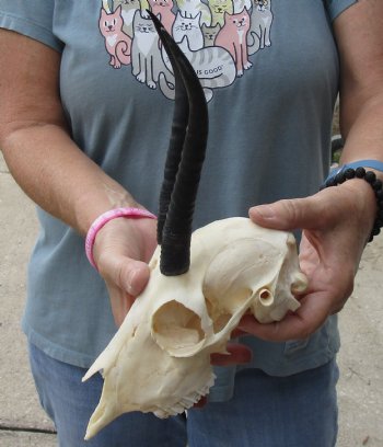 Buy this Female Springbok Skull with 6-1/2 inch horns for $47