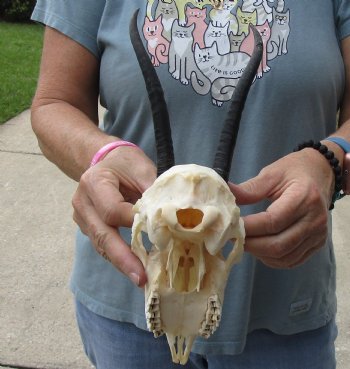 Buy this Female Springbok Skull with 6-1/2 inch horns for $47