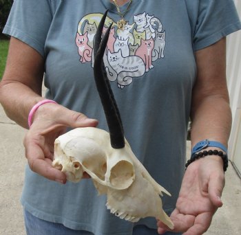 Buy this Female Springbok Skull with 6-1/2 inch horns for $47