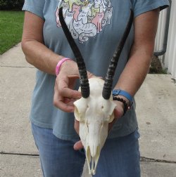 8 inch Horns on Female Springbok Skull - $47