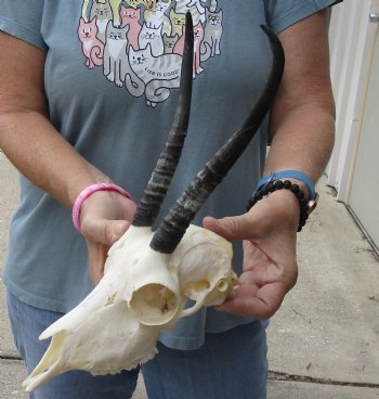 8 inch Horns on Female Springbok Skull - $47