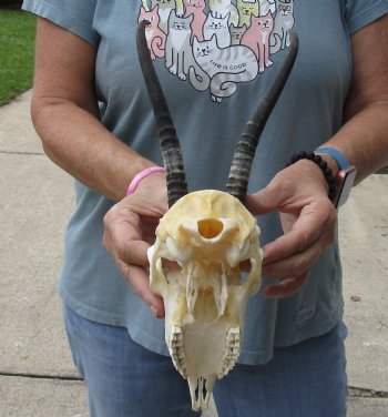 8 inch Horns on Female Springbok Skull - $47