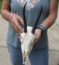 5-1/2 inch Horns on Female Springbok Skull - $47