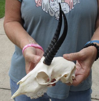 5-1/2 inch Horns on Female Springbok Skull - $47