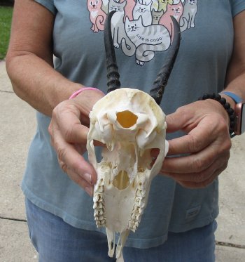 5-1/2 inch Horns on Female Springbok Skull - $47