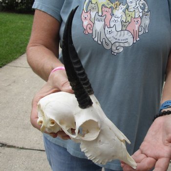 5-1/2 inch Horns on Female Springbok Skull - $47