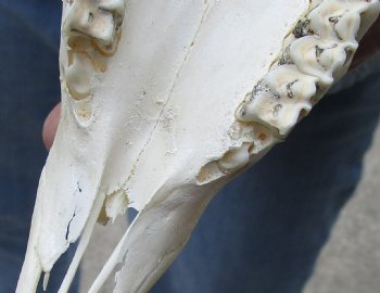 5-1/2 inch Horns on Female Springbok Skull - $47