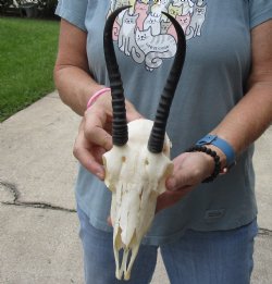 Buy this Female Springbok Skull with 6-1/2 inch Horns for $47