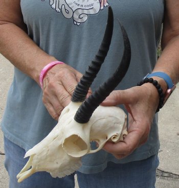 Buy this Female Springbok Skull with 6-1/2 inch Horns for $47